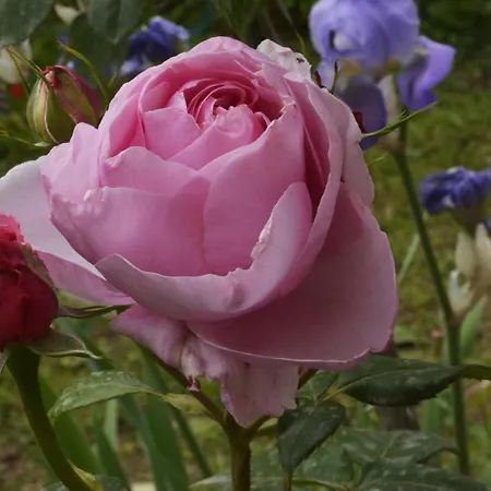 Delle Rose * Lido dei Pini